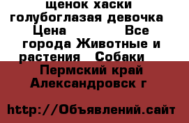 щенок хаски  голубоглазая девочка › Цена ­ 12 000 - Все города Животные и растения » Собаки   . Пермский край,Александровск г.